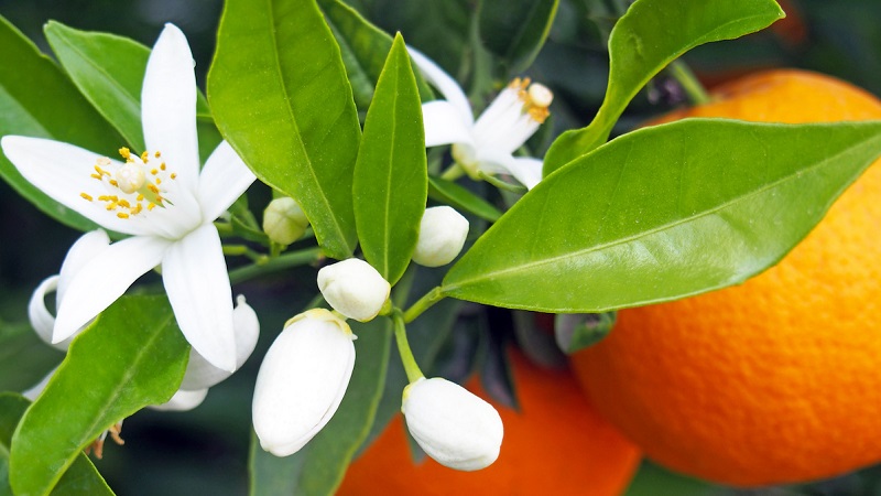 بهترین گز اصفهان شکوفه پرتقال