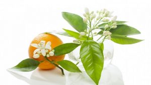 بهترین گز اصفهان پولکی شکوفه پرتقال چه فوایدی دارد ؟